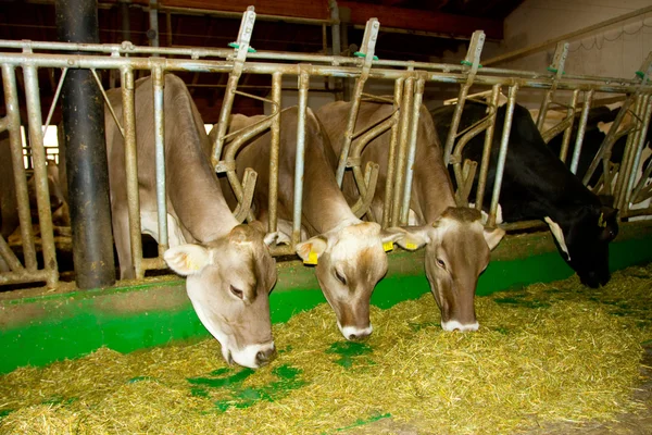 Koeien in de stal — Stockfoto