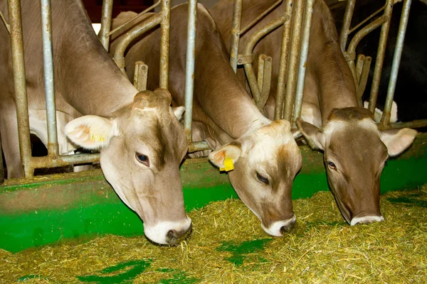 Vacas no estábulo — Fotografia de Stock