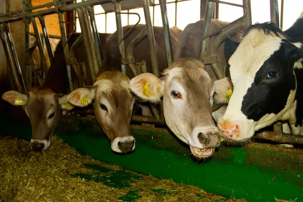 Vacas no estábulo — Fotografia de Stock