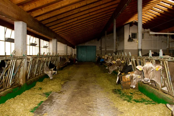 Cows in the stable — Stock Photo, Image