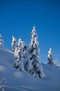 Karla Kaplanmış Ağaçlar