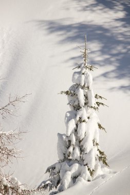 Karla Kaplanmış Ağaçlar