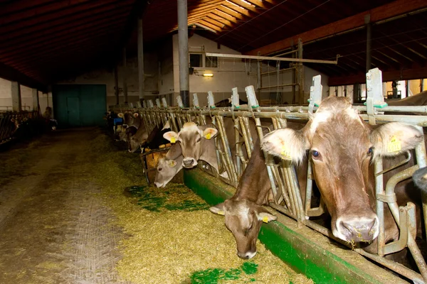 Cows in the stable — Stock Photo, Image