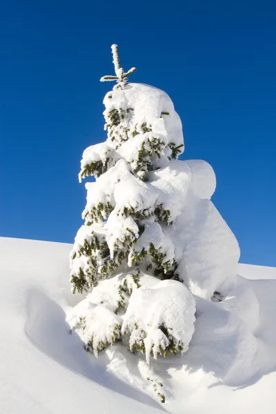 白雪公主树 — 图库照片