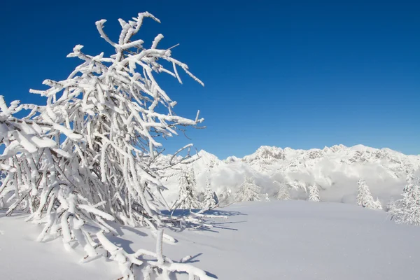 Vinterlandskap — Stockfoto