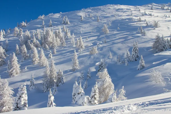 Neve coberto de árvores — Fotografia de Stock