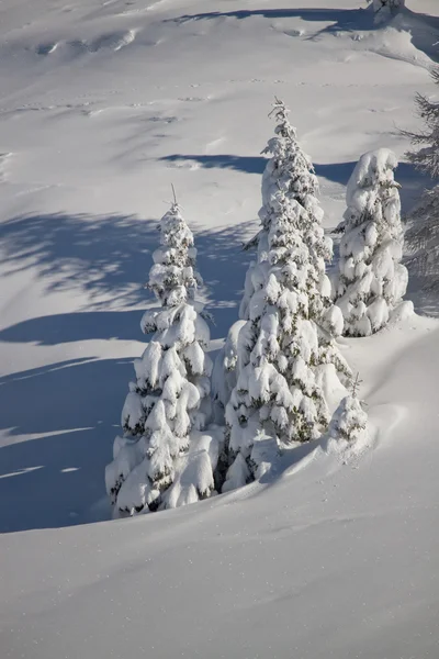 Neve coberto de árvores — Fotografia de Stock