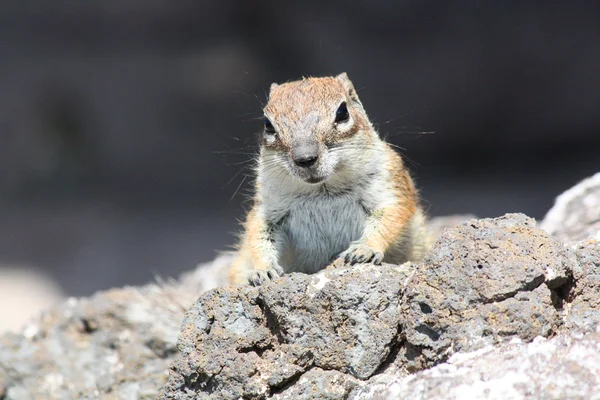 Eekhoorn, fuerteventura — Stockfoto