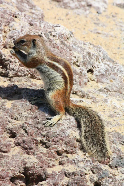 Eekhoorn, fuerteventura — Stockfoto