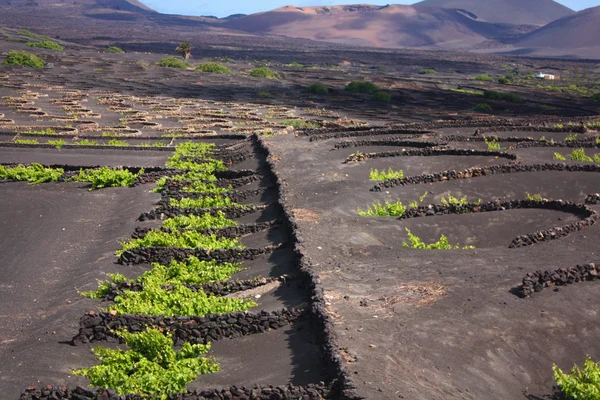 Vinha em lanzarote — Fotografia de Stock