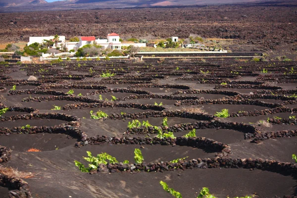 葡萄园在兰萨罗特岛 — 图库照片