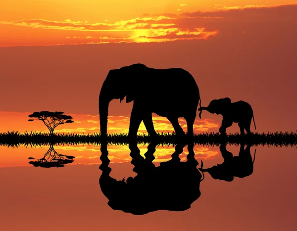 大象小象 — 图库照片