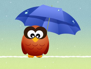 uil met parapluşemsiye ile baykuş