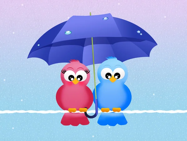 Birds with umbrella — Stock Photo, Image