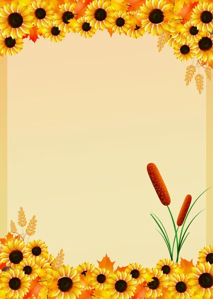 Zonnebloemen — Stockfoto