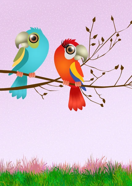 Parrots in love — Stock Photo, Image