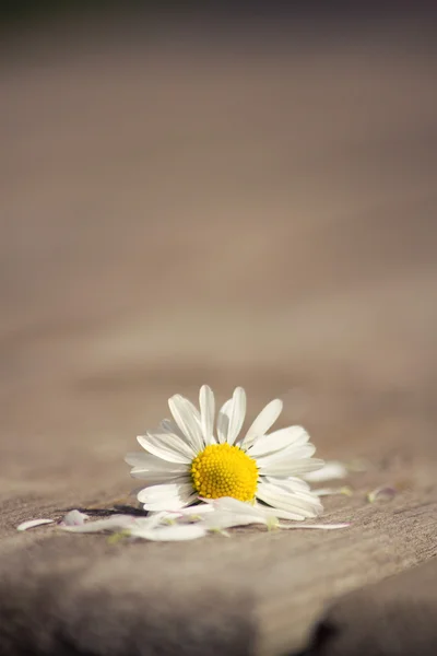 Daisy — Stock Photo, Image