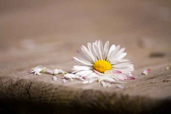 Daisy — Stock Photo, Image