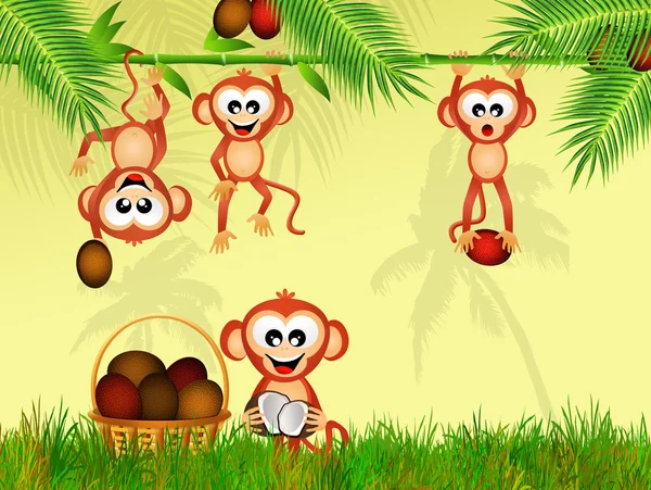 Les singes mangent la noix de coco — Photo