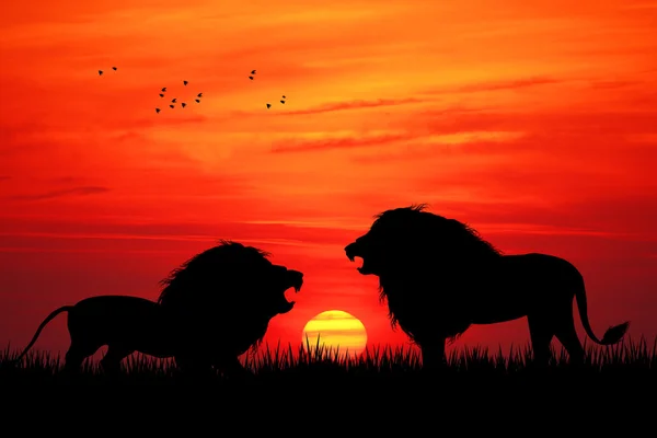 Lions siluett — Stockfoto