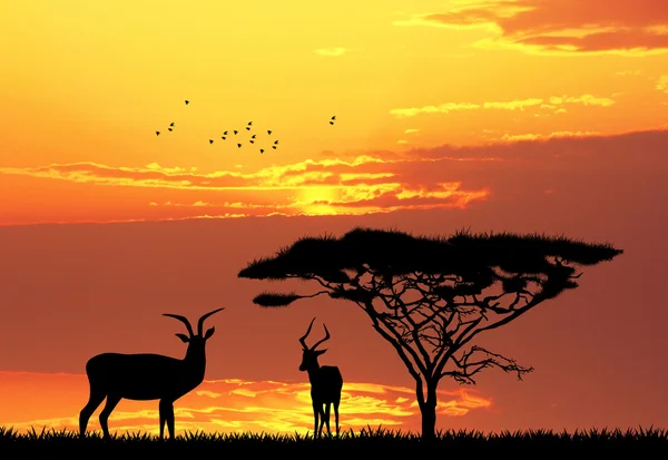 Gazzelle in African landscape — Stock Photo, Image