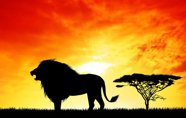 Lion au coucher du soleil — Photo