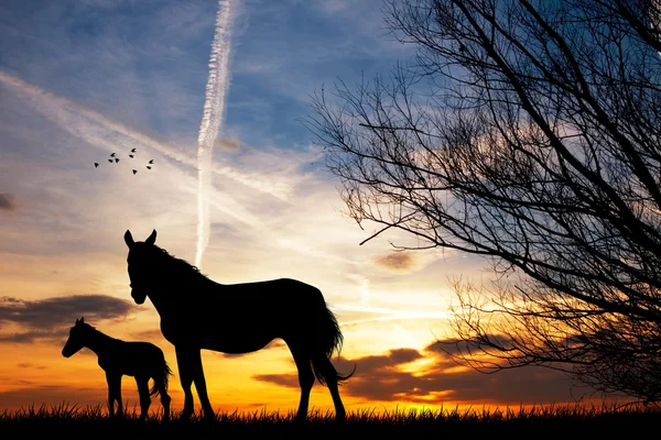 Caballo madre con su pequeño — Foto de Stock