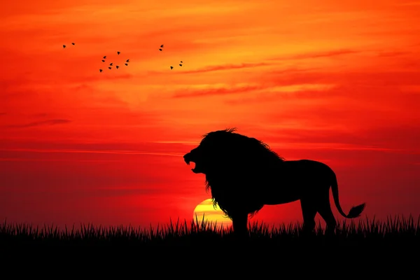 Leão ao pôr do sol — Fotografia de Stock