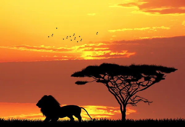 Lion au coucher du soleil — Photo