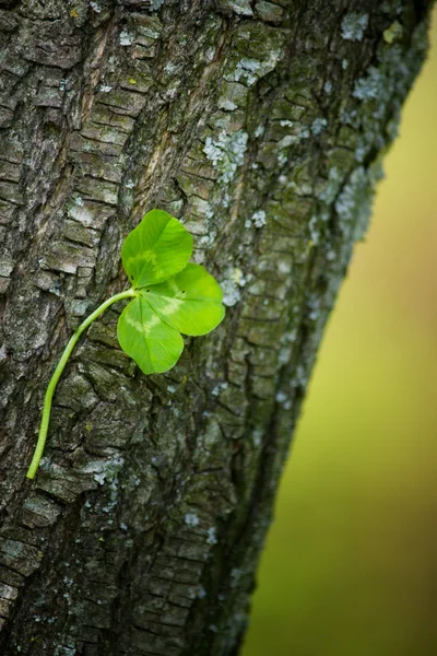 Clover on tree — Stock Photo, Image