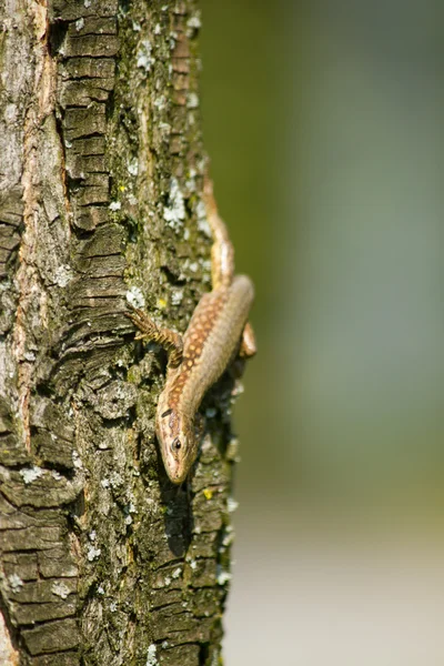 Lagarto — Foto de Stock