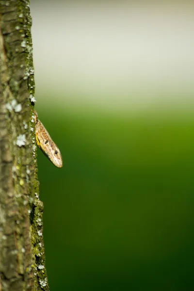 Ящірка — стокове фото