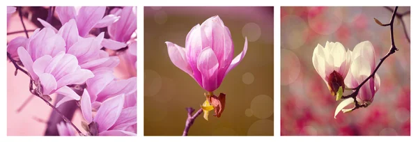 Collage magnolia — Photo