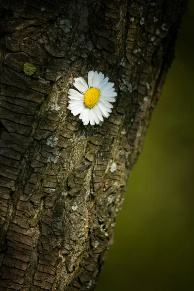 Daisy on tree — Stock Photo, Image