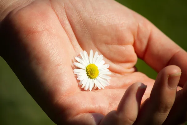 Marguerite dans la main — Photo