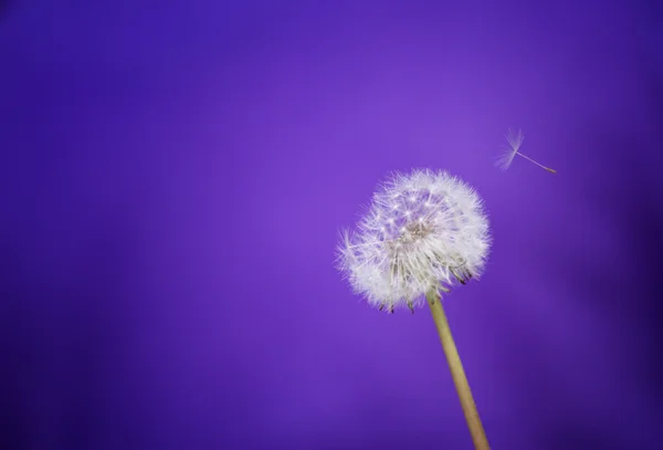 Dente-de-leão — Fotografia de Stock