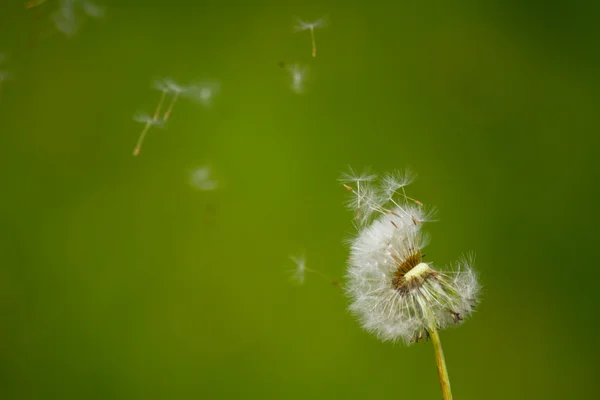 Diente de león —  Fotos de Stock