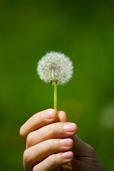 Löwenzahn — Stockfoto