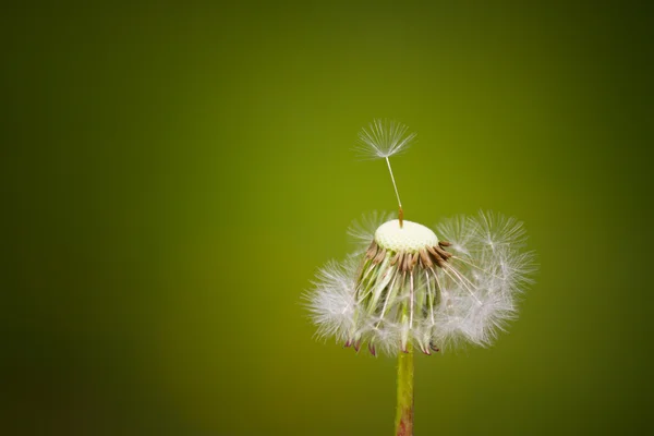 Diente de león —  Fotos de Stock