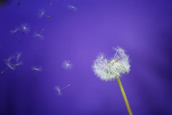 Diente de león —  Fotos de Stock