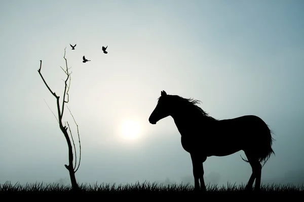 Caballo en la niebla — Foto de Stock