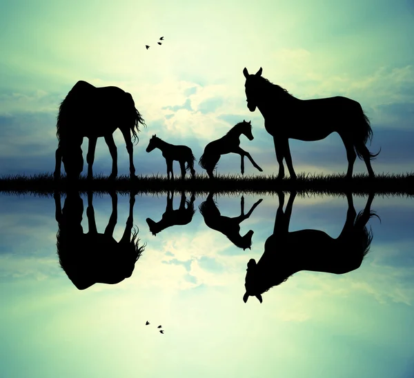 Família de cavalo — Fotografia de Stock