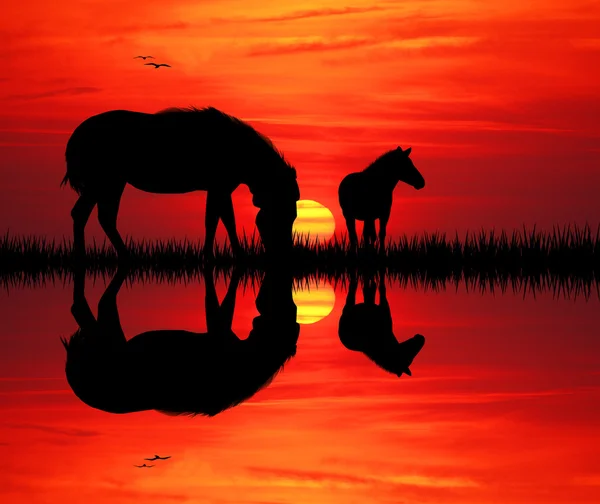 Zebra's bij zonsondergang — Stockfoto