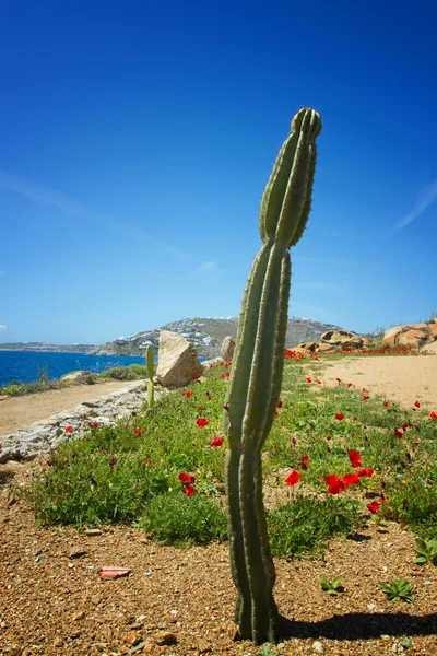 Kaktus i mykonos — Stockfoto
