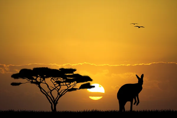 Kangaroo at sunset — Stock Photo, Image