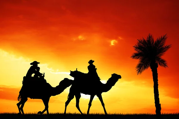 Excursão de camelo — Fotografia de Stock