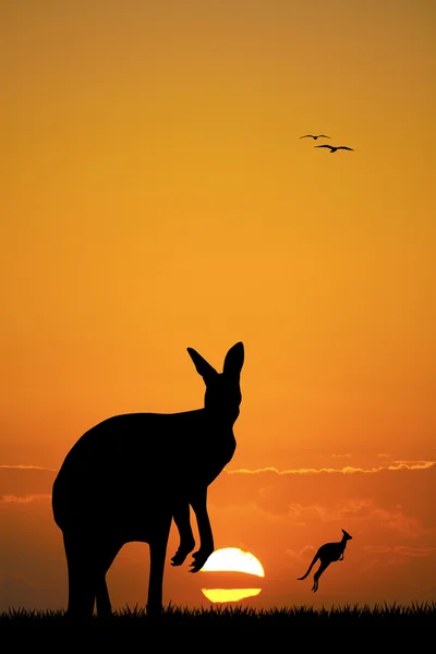 カンガルー — ストック写真