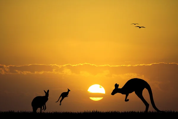 Kangoeroes — Stockfoto