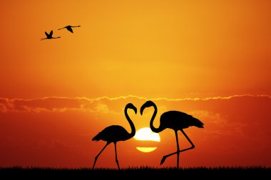 pembe flamingolar