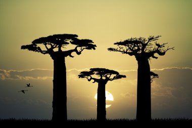 gün batımında Baobab
